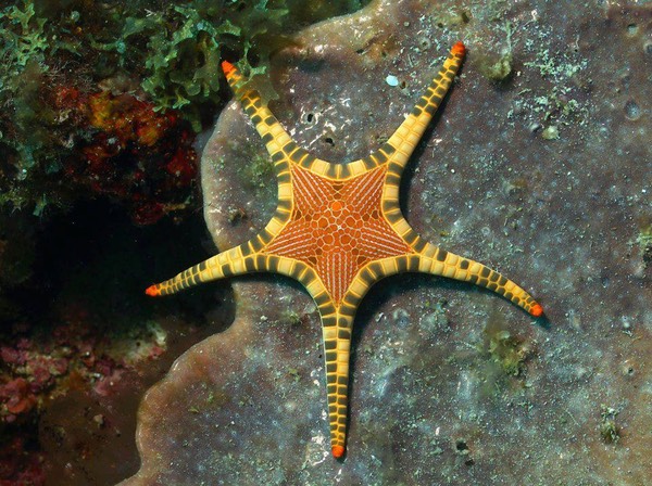amazing starfish!! 