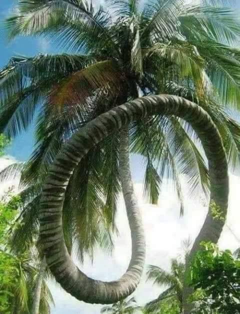 Bali Palmtree Art