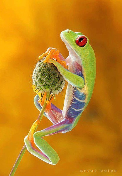 Beautiful Colorful tree frog
