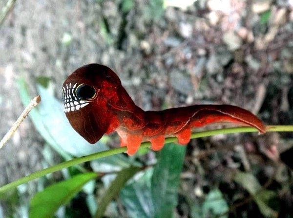 Coolest Caterpillar EVER - Phyllodes Imperialis