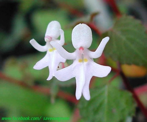 Dancing girls A very rare plant from the wilds of east africa