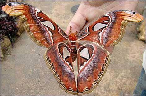 Female Queen Alexandra butterflies, from Papua and New Guinea