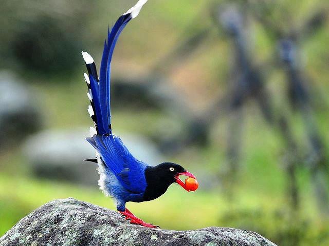 the-taiwan-blue-magpie_med_hr.jpeg
