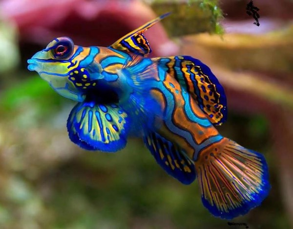 Beautiful Mandarinfish(Synchiropus splendidus) 