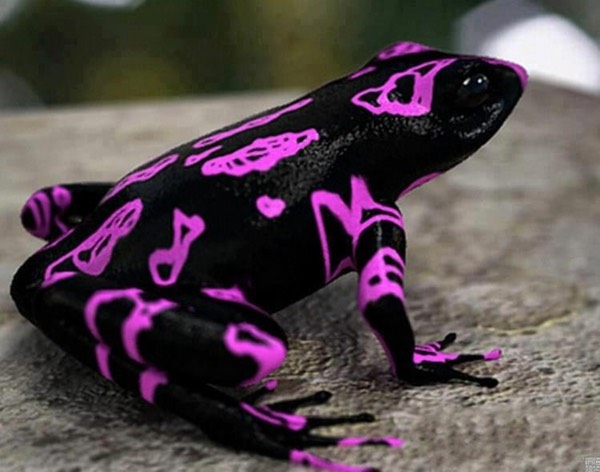The Costa Rican Variable Harlequin Toad, also known as the clown frog