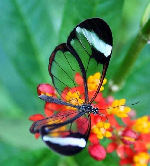 Nature's beauty, the Glass winged butterfly!